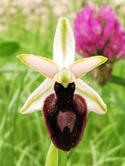 Ophrys exaltata arachnitiformis