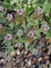 author not stated, no rights reserved Aethionema arabicum, photograph author not stated, no rights reserved