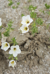 Leptosiphon chrysanthus decorus