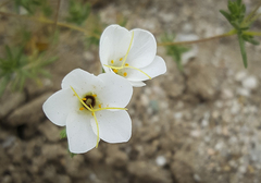 Leptosiphon chrysanthus decorus