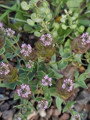 author not stated, no rights reserved Aethionema arabicum, photograph author not stated, no rights reserved