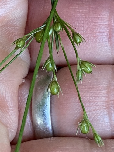 Juncus coriaceus, photograph 5