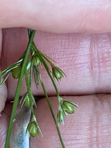 Juncus coriaceus, photograph 6