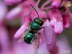 Osmia ribifloris ribifloris