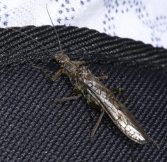 Perlodidae