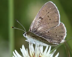 Lycaena tityrus subalpina