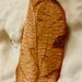 Amorbia cuneanum - Photo (c) dlbowls,  זכויות יוצרים חלקיות (CC BY-NC), הועלה על ידי dlbowls