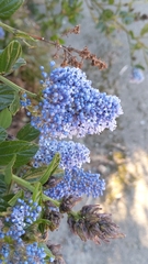 Ceanothus thyrsiflorus