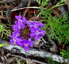 Glandularia aristigera