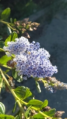 Ceanothus thyrsiflorus