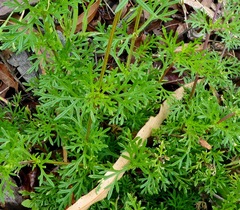 Glandularia aristigera