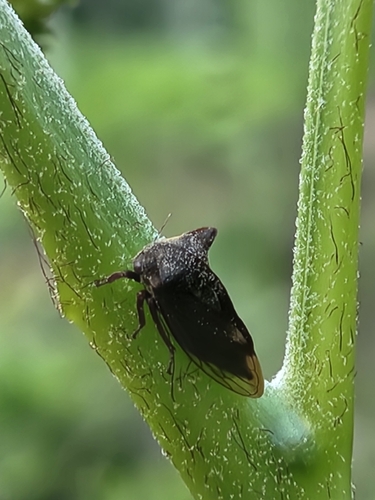 Horned Treehopper