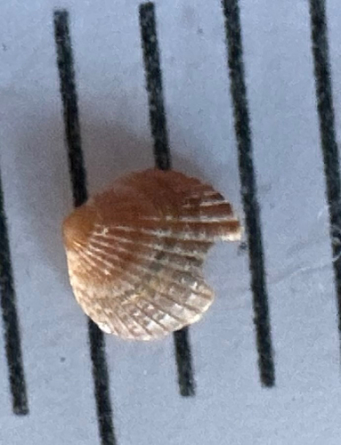 Parvicardium pinnulatum observed 2026-05-13