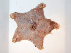 Pterasteridae