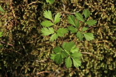 Aegopodium alpestre