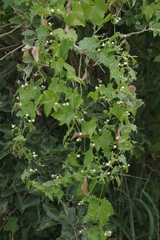 Zehneria scabra
