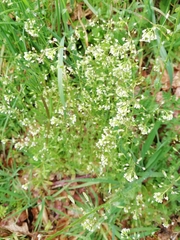 Draba muralis