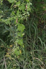 Zehneria scabra