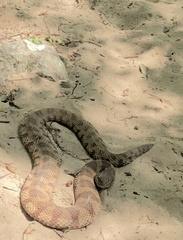 Nerodia sipedon