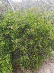 Diospyros intricata