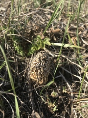 Morchella steppicola