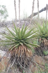 Aloe lineata