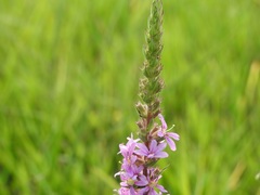 Lythrum salicaria image