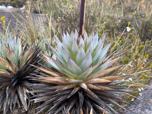 Orectanthe sceptrum (Orectanthe sceptrum)