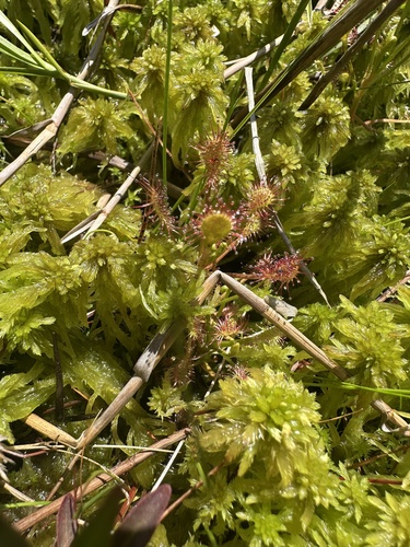 Spoonleaf Sundew