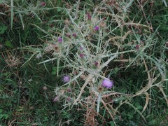 Cirsium italicum