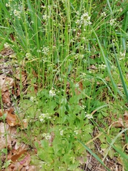 Draba muralis