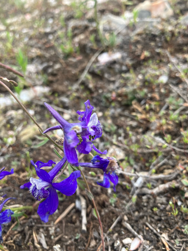 upland larkspur