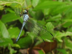 Chalcostephia flavifrons