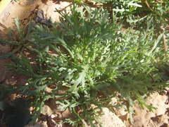 Argyranthemum frutescens