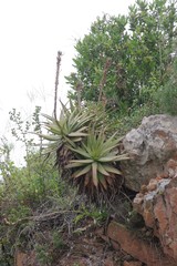 Aloe lineata