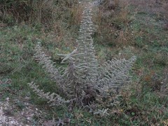 Echium italicum italicum