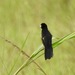 Marsh Widowbird - Photo (c) Dérozier Violette, some rights reserved (CC BY-NC), uploaded by Dérozier Violette