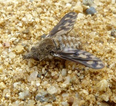 Conophorus