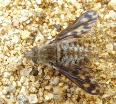 Conophorus