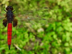 Hadrothemis defecta