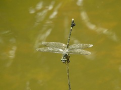 Ictinogomphus regisalberti