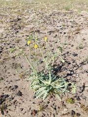 Malacothrix sonchoides