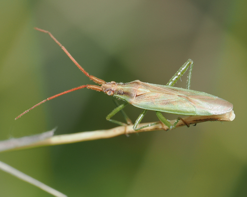 Stenodema vicinum photo 2