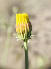 Malacothrix sonchoides