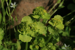 Chrysosplenium serreanum