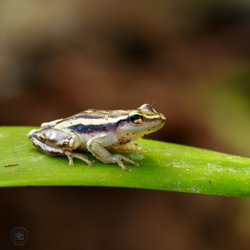 Southern Bahia Heart-tongued Frog