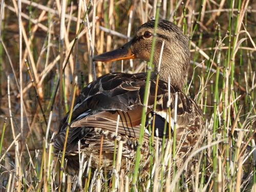Duck