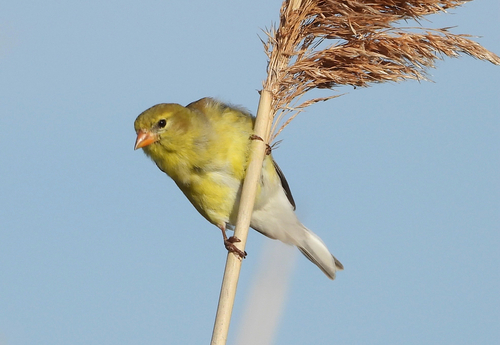 American Goldfinch