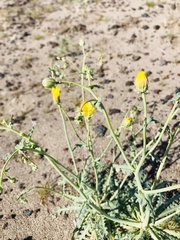 Malacothrix sonchoides