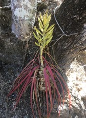 Tillandsia calothyrsus